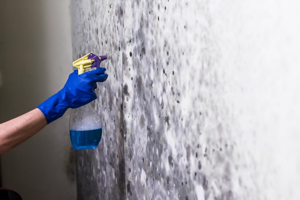 Mould Removal Toronto
